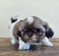 Tiny Evelyn, a female Shih Tzu for sale in Fort Collins, CO – 2 of 10
