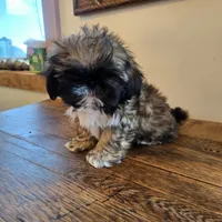 Maverick, a male Shih Tzu for sale in Fort Collins, CO – 2 of 9