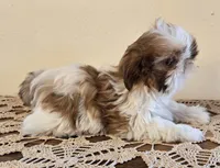 Tiny Harrison , a male Shih Tzu for sale in Fort Collins, CO – 2 of 10