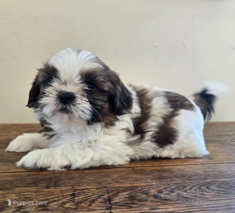Bear – Shih Tzu puppy for sale in Fort Collins, CO