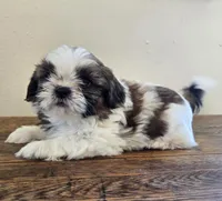 Bear, a male Shih Tzu for sale in Fort Collins, CO – 1 of 10