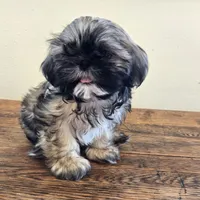 Murphy , a male Shih Tzu for sale in Fort Collins, CO – 3 of 10
