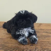 Moonshine , a male Shih Tzu for sale in Fort Collins, CO – 10 of 10