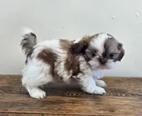 Tiny Harrison , a male Shih Tzu for sale in Fort Collins, CO – 8 of 10