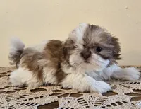 Tiny Harrison , a male Shih Tzu for sale in Fort Collins, CO – 4 of 10