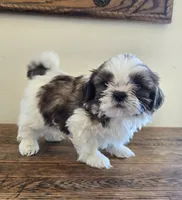 Bear, a male Shih Tzu for sale in Fort Collins, CO – 3 of 10