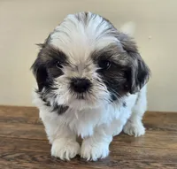 Bear, a male Shih Tzu for sale in Fort Collins, CO – 10 of 10