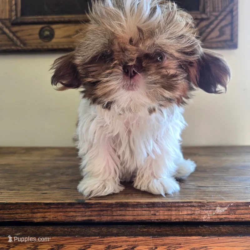 Evie – Shih Tzu puppy for sale in Fort Collins, CO