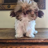 Evie, a female Shih Tzu for sale in Fort Collins, CO – 1 of 10