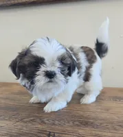 Bear, a male Shih Tzu for sale in Fort Collins, CO – 4 of 10