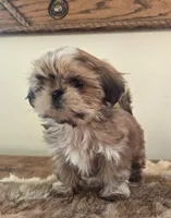 Lark, a female Shih Tzu for sale in Fort Collins, CO – Photo 7 of 10