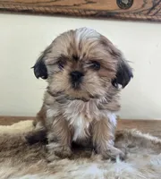 Lark, a female Shih Tzu for sale in Fort Collins, CO – Photo 8 of 10