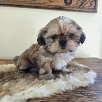 Lark, a female Shih Tzu for sale in Fort Collins, CO – Photo 10 of 10