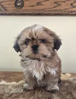 Lark, a female Shih Tzu for sale in Fort Collins, CO – Photo 6 of 10