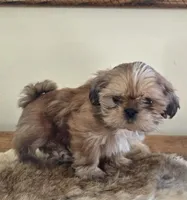 Lark, a female Shih Tzu for sale in Fort Collins, CO – Photo 2 of 10