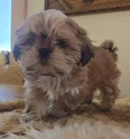 Lark, a female Shih Tzu for sale in Fort Collins, CO – Photo 3 of 10