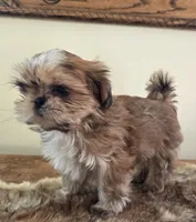 Lark, a female Shih Tzu for sale in Fort Collins, CO – Photo 4 of 10