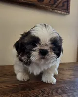 Bear, a male Shih Tzu for sale in Fort Collins, CO – 5 of 10