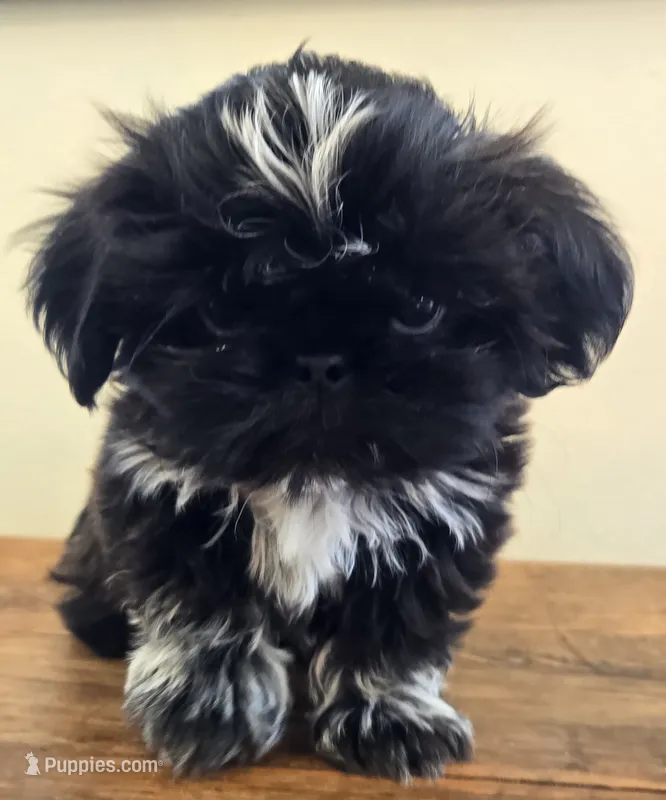 Moonshine  – Shih Tzu puppy for sale in Fort Collins, CO