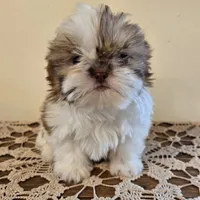 Tiny Harrison , a male Shih Tzu for sale in Fort Collins, CO – 5 of 10