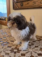 Reggie, a male Shih Tzu for sale in Fort Collins, CO – 3 of 10
