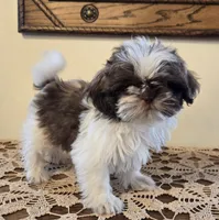 Reggie, a male Shih Tzu for sale in Fort Collins, CO – 9 of 10