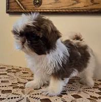Reggie, a male Shih Tzu for sale in Fort Collins, CO – 6 of 10