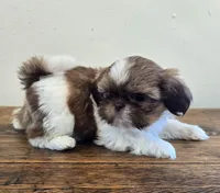 Tiny Evelyn, a female Shih Tzu for sale in Fort Collins, CO – 5 of 10