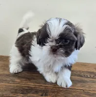 Reggie, a male Shih Tzu for sale in Fort Collins, CO – 9 of 10