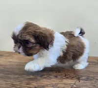 Tiny Evelyn, a female Shih Tzu for sale in Fort Collins, CO – 6 of 10