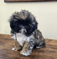 Maverick, a male Shih Tzu for sale in Fort Collins, CO – 3 of 9