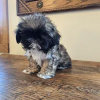 Maverick, a male Shih Tzu for sale in Fort Collins, CO – 8 of 9