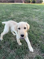 Bo, a male Labrador Retriever for sale in Clayton, NC – Photo 2 of 3