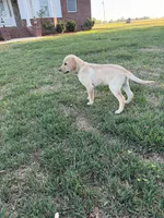 Bo, a male Labrador Retriever for sale in Clayton, NC – Photo 3 of 3