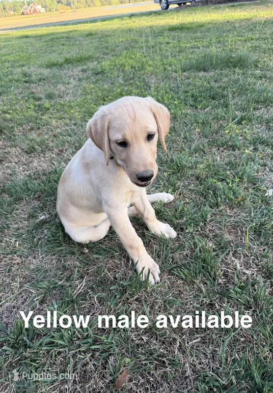 Bo – Labrador Retriever puppy for sale in Clayton, NC