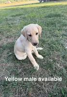 Bo, a male Labrador Retriever for sale in Clayton, NC – Photo 1 of 3