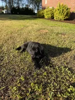 Bella, a female Labrador Retriever for sale in Clayton, NC – Photo 3 of 5
