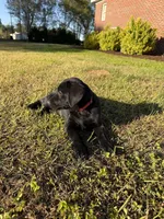 Bella, a female Labrador Retriever for sale in Clayton, NC – Photo 2 of 5