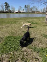 Bella, a female Labrador Retriever for sale in Clayton, NC – Photo 5 of 5
