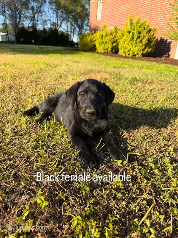 Bella – Labrador Retriever puppy for sale in Clayton, NC