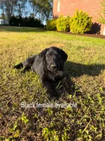 Bella, a female Labrador Retriever for sale in Clayton, NC – Photo 1 of 5