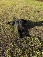 Bella, a female Labrador Retriever for sale in Clayton, NC – Photo 4 of 5
