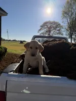 Barbie, a female Labrador Retriever for sale in Clayton, NC – Photo 2 of 2