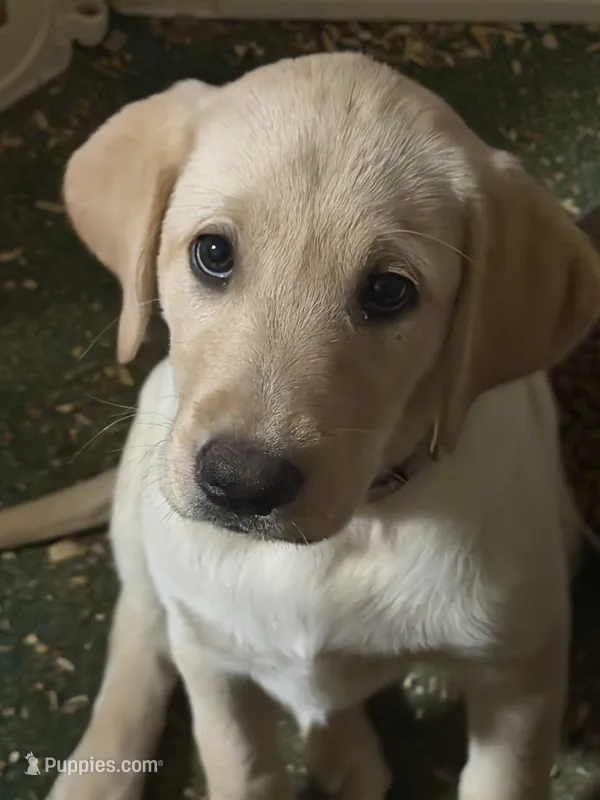 Barbie – Labrador Retriever puppy for sale in Clayton, NC