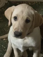 Barbie, a female Labrador Retriever for sale in Clayton, NC – Photo 1 of 2