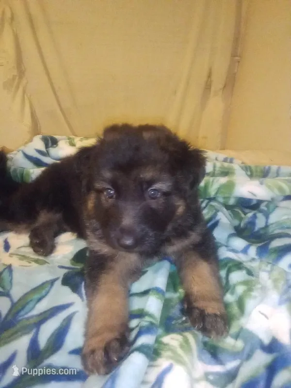 Heidi, a female German Shepherd Dog for sale in Stone Mountain, GA – Photo 1 of 1