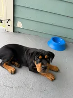 King, a male Rottweiler for sale in Galveston, TX – 2 of 5
