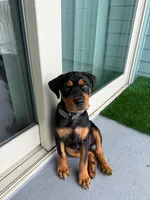King, a male Rottweiler for sale in Galveston, TX – 3 of 5