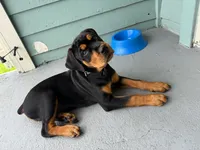 King, a male Rottweiler for sale in Galveston, TX – 4 of 5