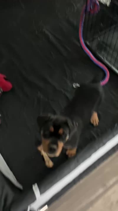 King, a male Rottweiler for sale in Galveston, TX – 5 of 5
